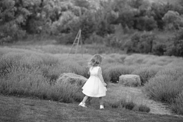 Kleines Mädchen im weißen Kleid spielt und geht in einem Lavendelfeld — Stockfoto