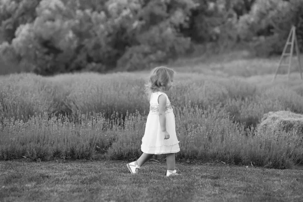 Liten flicka i en vit klänning spelar och går i en lavendel fält — Stockfoto