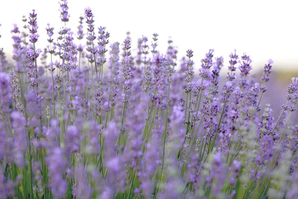 Lavender field blooms against the lake — Stock Photo, Image