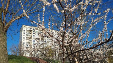 Yüksek binaların arka planında çiçek açan kayısı dalları, bir yerleşim alanı. Şehrin ve doğanın ahengi. Büyük şehirde güneşli bir bahar günü. Avrupa