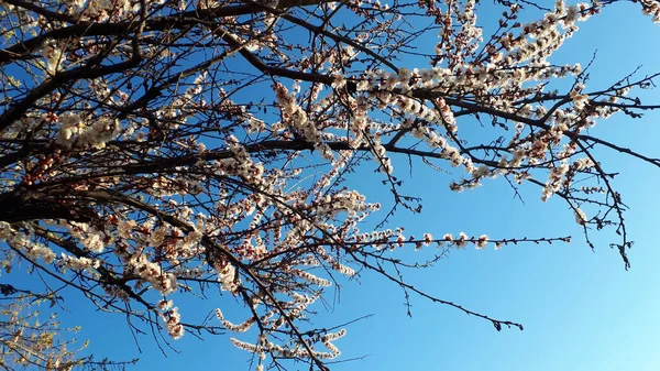 Красивая Цветочная Природа Весна Абстрактный Фон Ветви Цветущего Абрикосового Макроса — стоковое фото