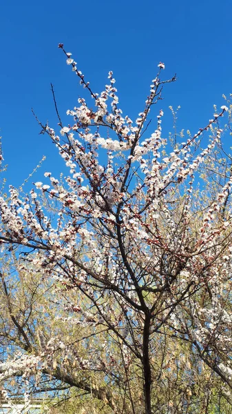 美しい花の自然春抽象的な背景 穏やかな青空を背景に柔らかい焦点を当てた開花アプリコットマクロの枝 コピースペース付きイースターと春のカードのために — ストック写真