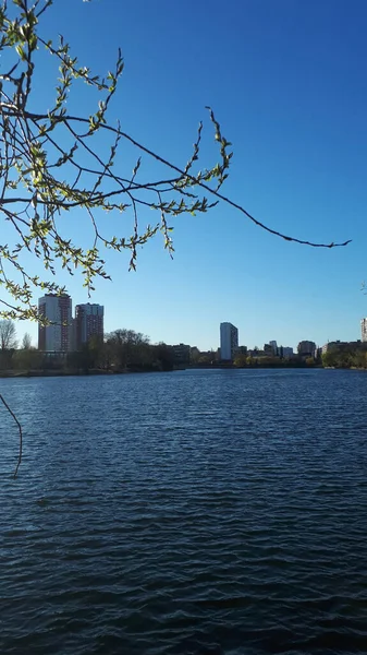 Spring in the city. Blossoming tree branches on the background of the lake and urban high-rise buildings, bedroom area. Harmony of the city and nature. Sunset. Europe