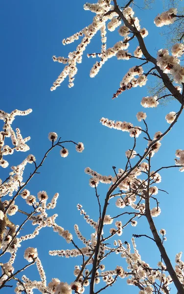 Bela Natureza Floral Primavera Fundo Abstrato Ramos Macro Damasco Florescente — Fotografia de Stock