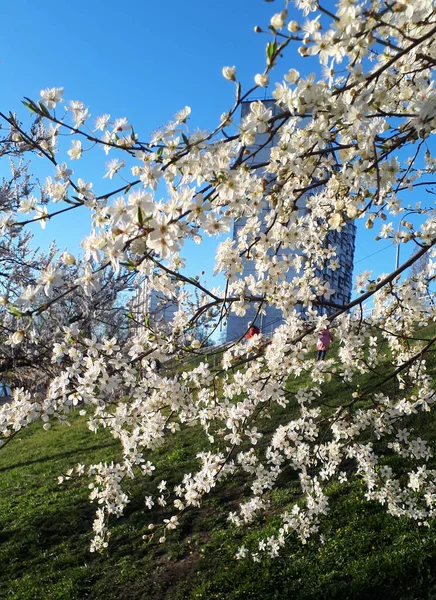 Rami Albicocca Fiore Sullo Sfondo Grattacieli Una Zona Residenziale Armonia — Foto Stock