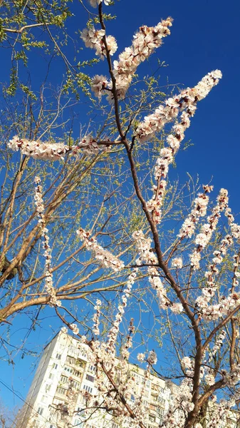 Vacker Blommig Natur Våren Abstrakt Bakgrund Filialer Blommande Aprikos Makro — Stockfoto