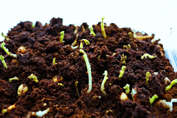 Brotos Jovens Verdes Crescem Primavera Solo Casa Sementes Ervilha Brotadas — Fotografia de Stock