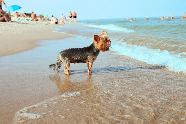 Yorkshire Terrier Lindo Pura Sangre Alegres Carreras Playa Agua Húmedo —  Fotos de Stock