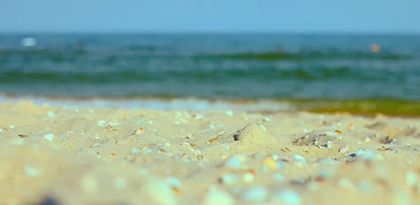 Nature Summer Tourism Texture Background Sea Landscape Beach Sand Seashells — Stock Photo, Image