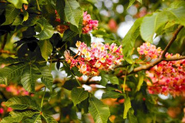 Baharda açan kırmızı kestane ağaçları, gökyüzüne karşı parlak. Ukrayna 'da Kiev' in sembolü. Doğa geçmişi. Yumuşak odaklanma. Boke. Yakın plan.