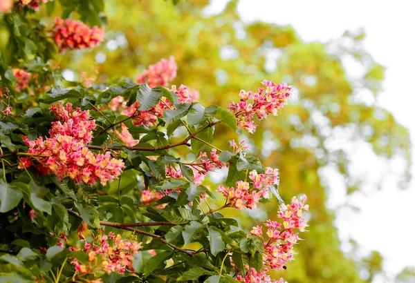 Castaños Rojos Florecientes Primavera Brillantes Contra Cielo Símbolo Kiev Ucrania — Foto de Stock