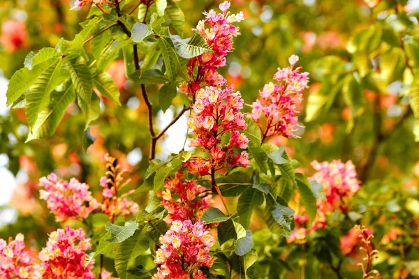 Castaños Rojos Florecientes Primavera Brillantes Contra Cielo Símbolo Kiev Ucrania — Foto de Stock