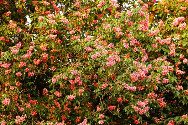 Castaños Rojos Florecientes Primavera Brillantes Contra Cielo Símbolo Kiev Ucrania — Foto de Stock