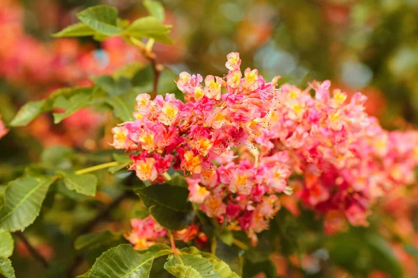 Castaños Rojos Florecientes Primavera Brillantes Contra Cielo Símbolo Kiev Ucrania — Foto de Stock