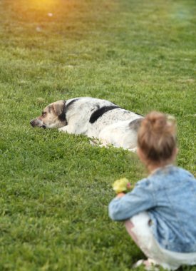 Parkta uyuyan bir köpek çimlerin üzerinde, kot ceketli küçük bir kız sırt üstü oturur ve bakar. Günbatımında. Hayvanlar ve insan kavramı. Çocukluk. Yaz. Doğa