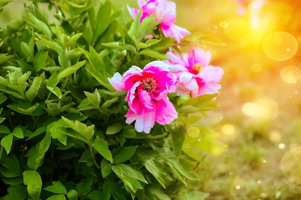 Primer Plano Peonie Rosa Flores Jardín Botánico Macro Rayos Solares —  Fotos de Stock