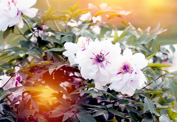 Hermosa Peonía Blanca Una Exótica Peonía Árbol Blanco Arbustos Peonía —  Fotos de Stock