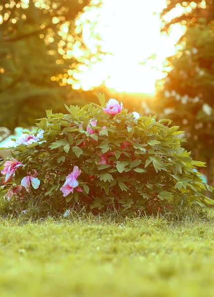 Las Peonías Rosadas Florecen Jardín Botánico Arbustos Peonía Rayos Solares —  Fotos de Stock
