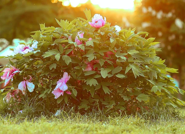 Las Peonías Rosadas Florecen Jardín Botánico Arbustos Peonía Rayos Solares —  Fotos de Stock