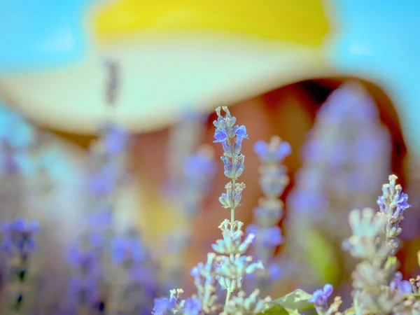 Lila Lavendel Blomma Och Ung Flicka Gul Ljus Hatt Lila — Stockfoto