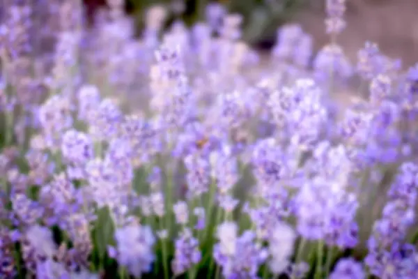 Unscharfer Hintergrund Für Design Und Dekoration Schöne Lavendel Nahaufnahme Hintergrund — Stockfoto