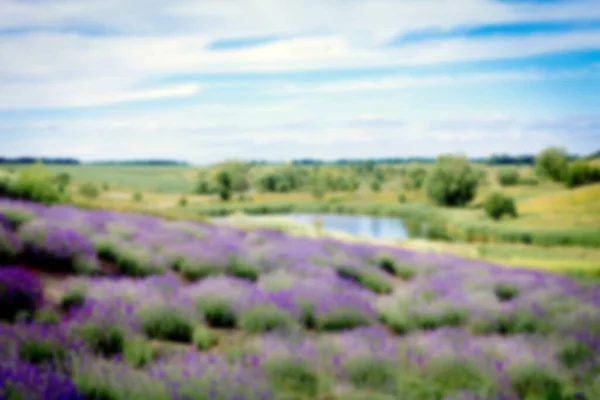 Verwischen Sie Den Hintergrund Sommerlandschaft Mit Lavendelfeld Und Einem See — Stockfoto