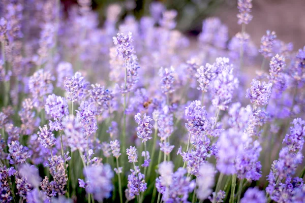 Beautiful Lavender Close Background Wallpaper Wall Beautiful Summer Concept — Stock Photo, Image