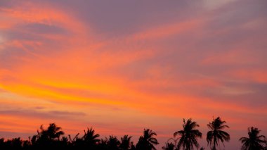 Ağaçların siluetiyle güzel bir gün batımı