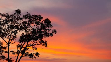 Ağaçların siluetiyle güzel bir gün batımı