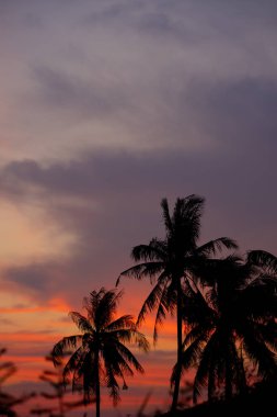 Ağaçların siluetiyle güzel bir gün batımı