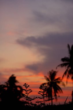 Ağaçların siluetiyle güzel bir gün batımı