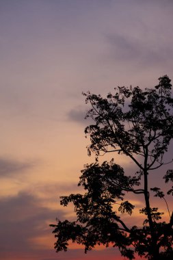 Ağaçların siluetiyle güzel bir gün batımı