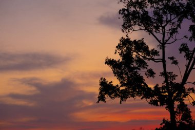 Ağaçların siluetiyle güzel bir gün batımı