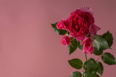 Pembe arka planda güzel pembe şakayık yakın çekim. Üst te. Düz yatıyordu. Izole