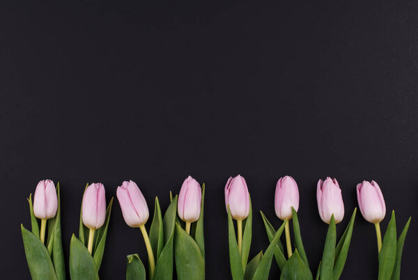 Fresh fragrant pink and purple tulips on a black background, spring flowers for women, copy space, FlatLay