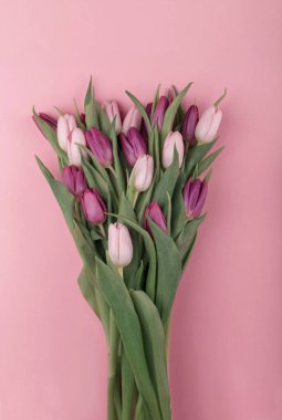 Bir buket taze kokulu pembe ve mor laleler ve pembe arka planda kadınlar günü için bir hediye. Anneler günü tebrikleri. Düz yat, boşluğu kopyala