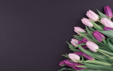 Fresh fragrant pink and purple tulips on a black background, spring flowers for women, copy space clipart