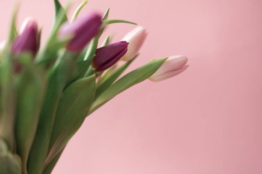bouquet of pink and purple tulips in a vase on pink background, spring flowers for women, clipart