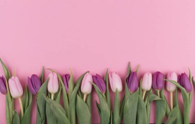 Pembe arka planda taze kokulu pembe ve mor laleler, kadınlar için bahar çiçekleri, fotokopi alanı, düz yatak