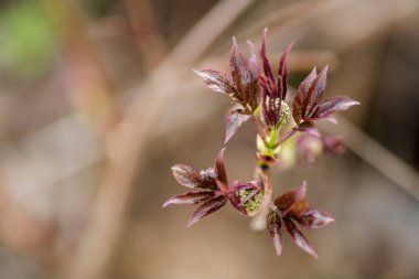 Ağacın ilk kırmızı yapraklarının dalları. Gevşek böbrekler, makro yay.