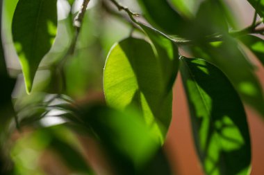 Gökyüzüne karşı yeşil yapraklar, makro, mavi bokeh