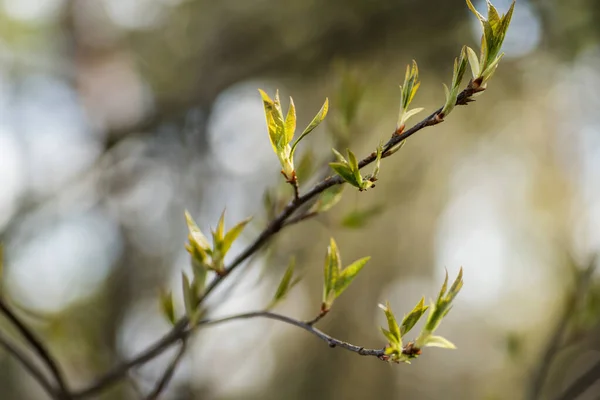 Rama Las Primeras Hojas Rojas Del Árbol Riñones Sueltos Macroresorte —  Fotos de Stock