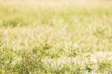Çimen çiçek ve güneş ışığı