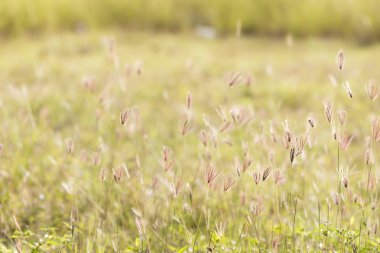 Çimen çiçek ve güneş ışığı