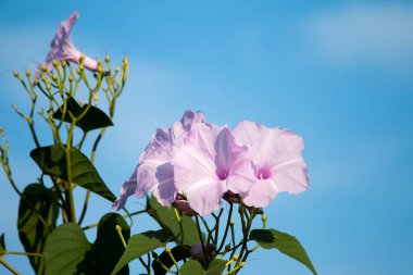 Mavi gökyüzü üzerinde pembe çiçek