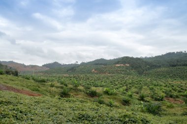 Palmiye yağı Ekim için tarım alanları