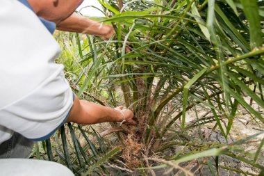 Palmiye ağaçları zarar görmüş