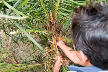 Palmiye ağaçları zarar görmüş