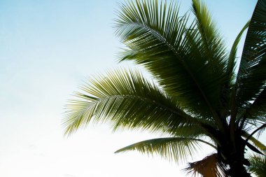 Arka plan Hindistan cevizi yaprakları