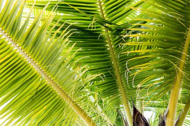 Arka plan Hindistan cevizi yaprakları